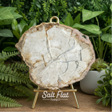 Petrified Wood Slabs 3-5"