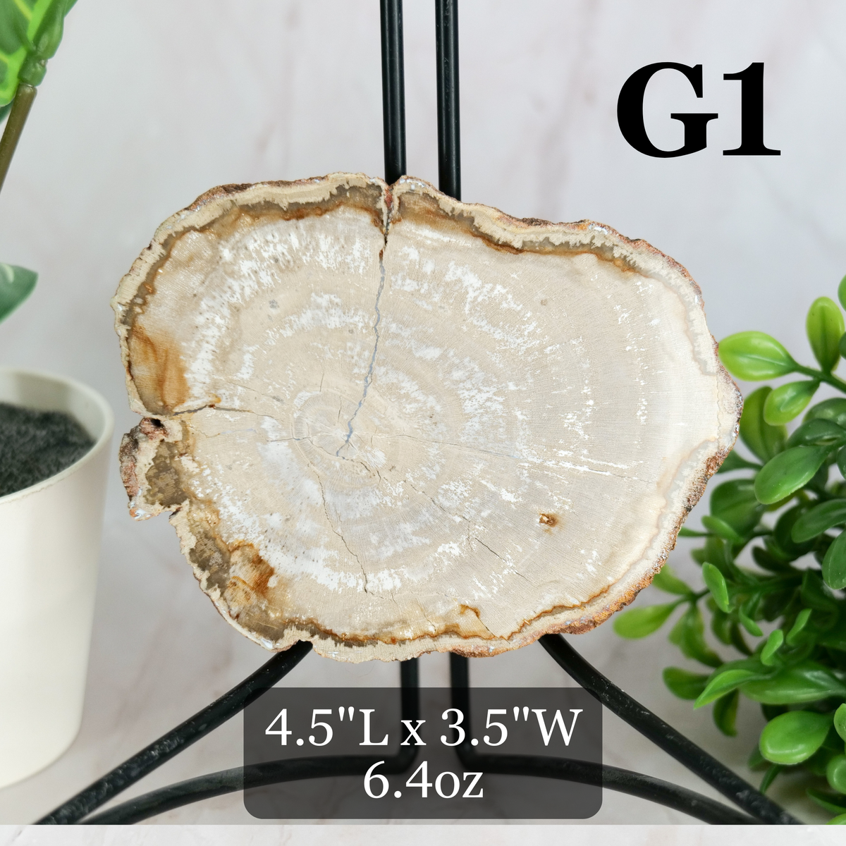 Petrified Wood Slabs 3-5"