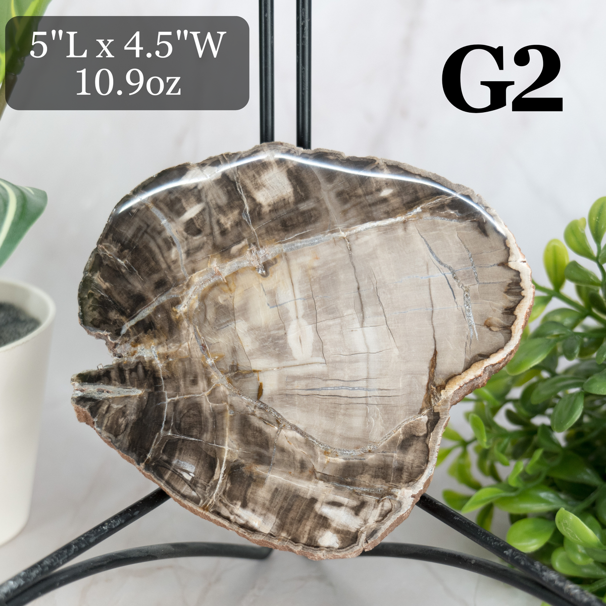 Petrified Wood Slabs 3-5"