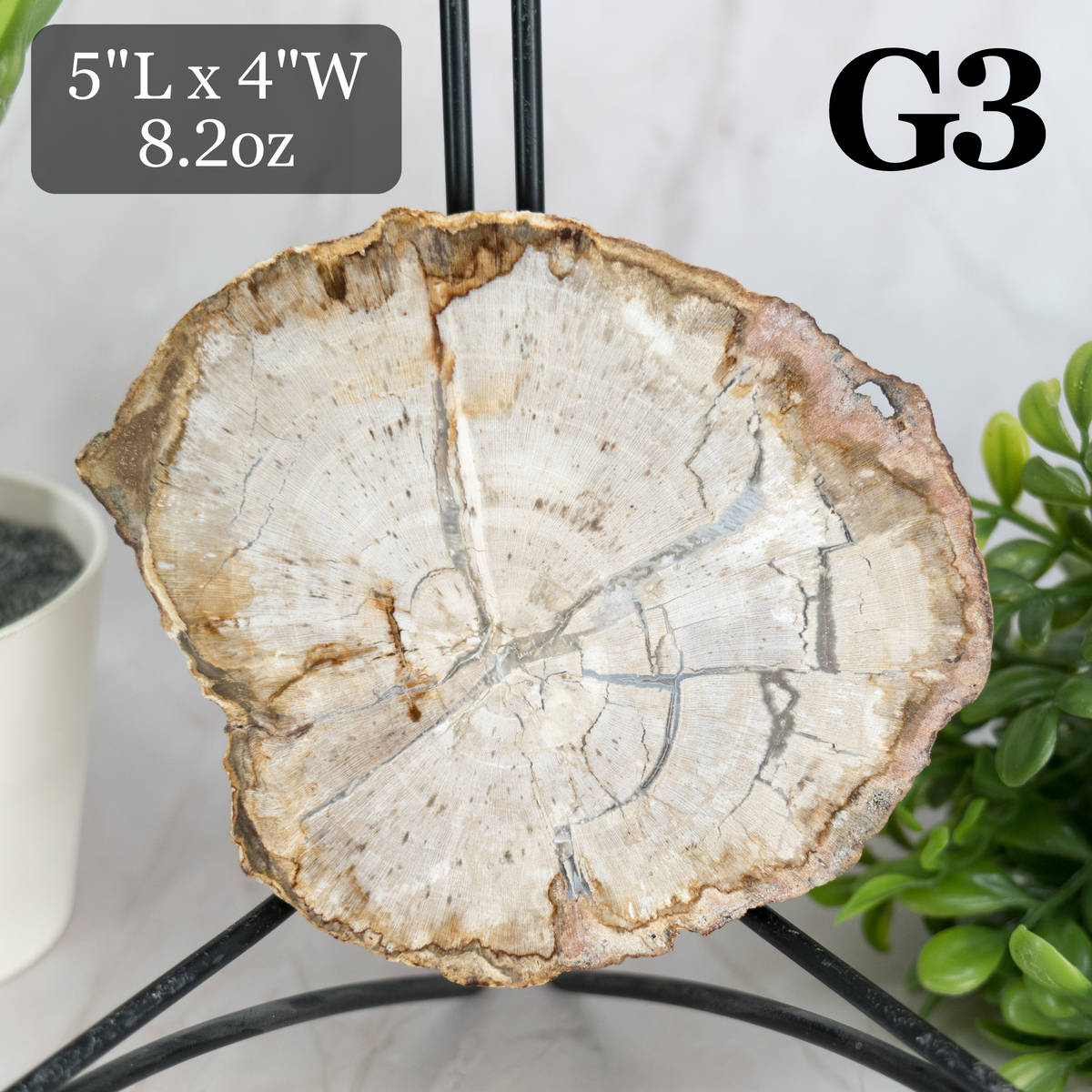 Petrified Wood Slabs 3-5"