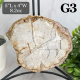 Petrified Wood Slabs 3-5"