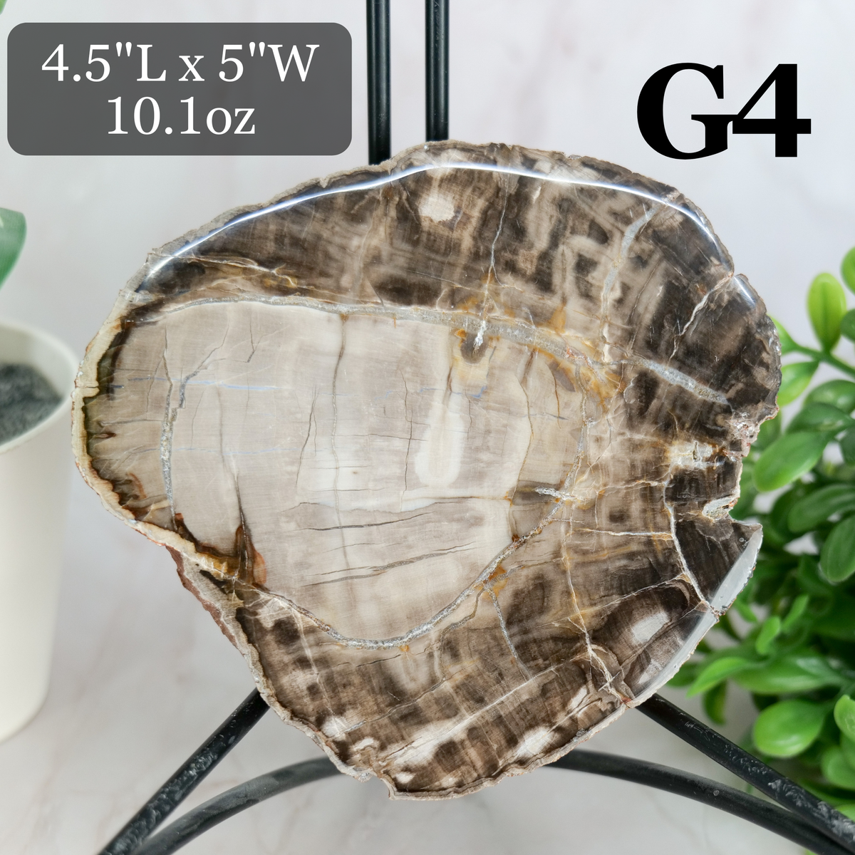 Petrified Wood Slabs 3-5"