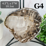 Petrified Wood Slabs 3-5"