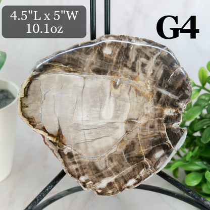 Petrified Wood Slabs 3-5"