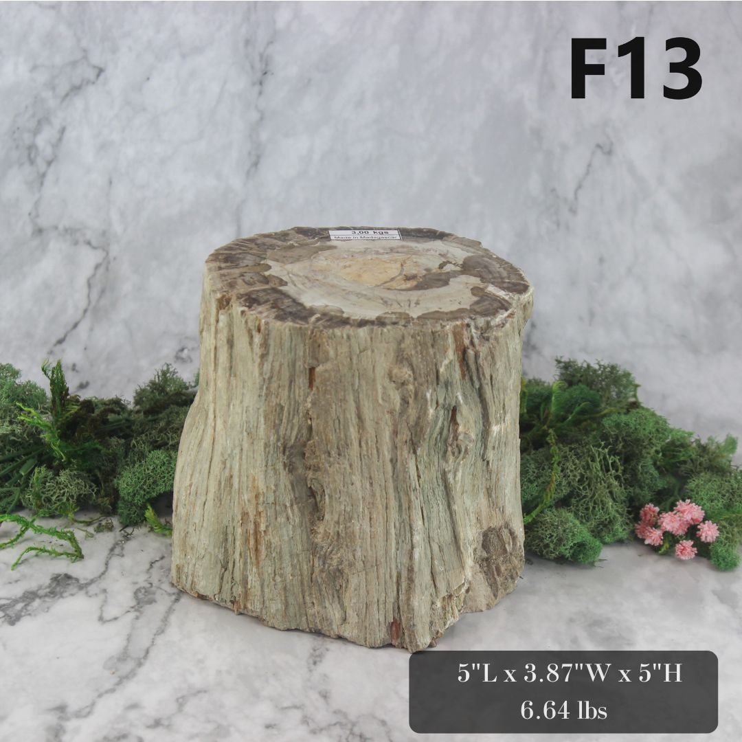 Petrified Wood Branch 3-6"