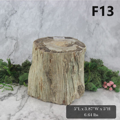 Petrified Wood Branch 3-6"