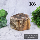 Petrified Wood Branch 3-6"