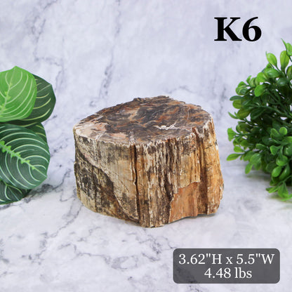 Petrified Wood Branch 3-6"