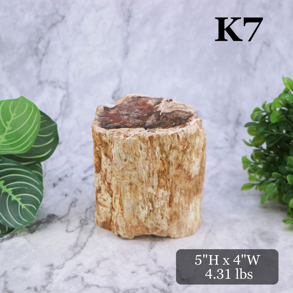 Petrified Wood Branch 3-6"