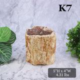 Petrified Wood Branch 3-6"