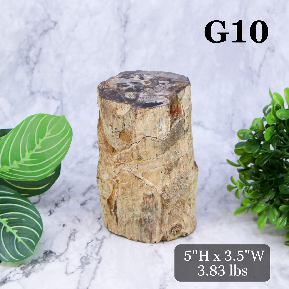Petrified Wood Branch 3-6"