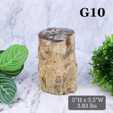 Petrified Wood Branch 3-6"