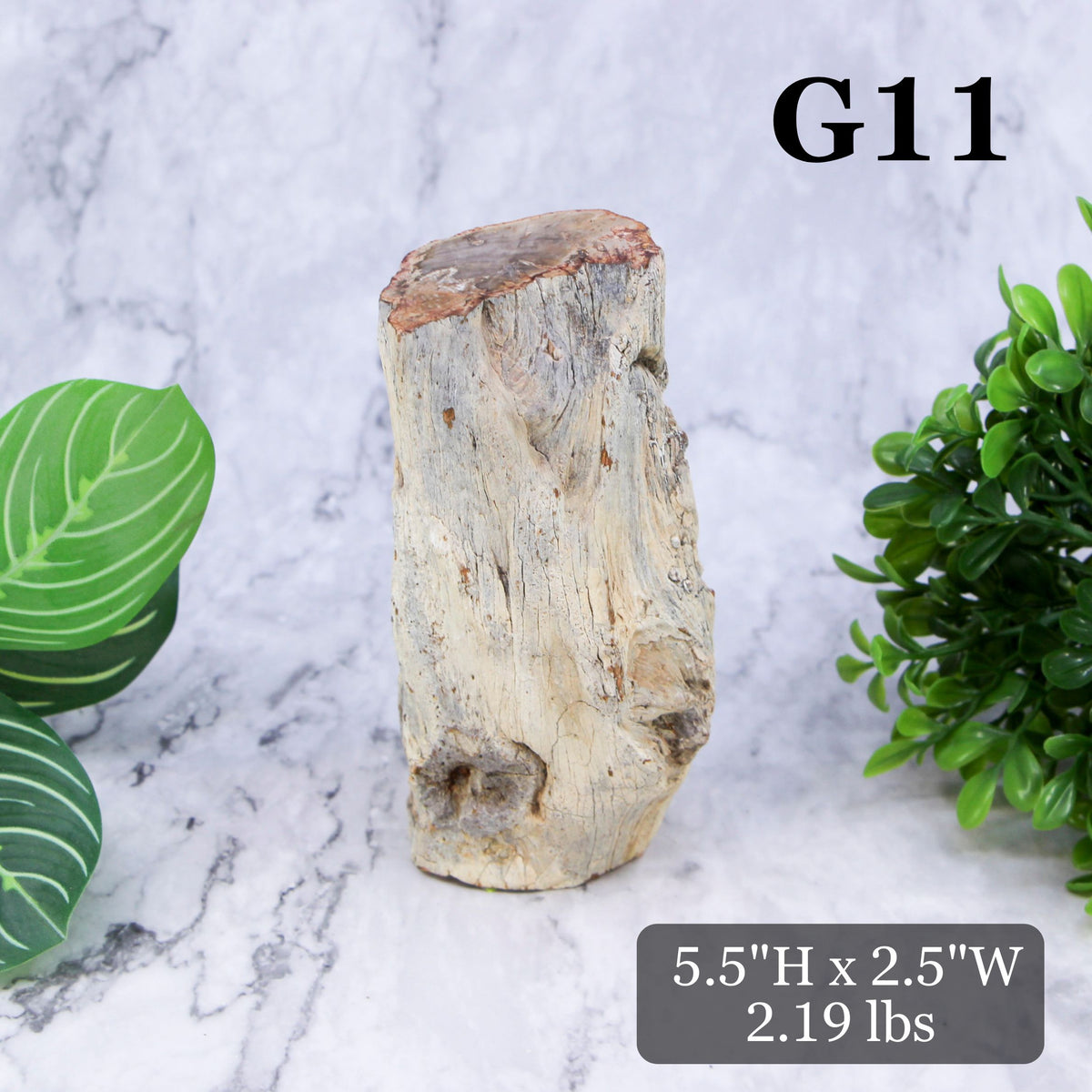 Petrified Wood Branch 3-6"