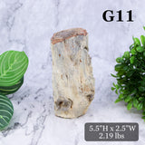 Petrified Wood Branch 3-6"