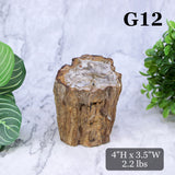 Petrified Wood Branch 3-6"