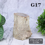 Petrified Wood Branch 3-6"