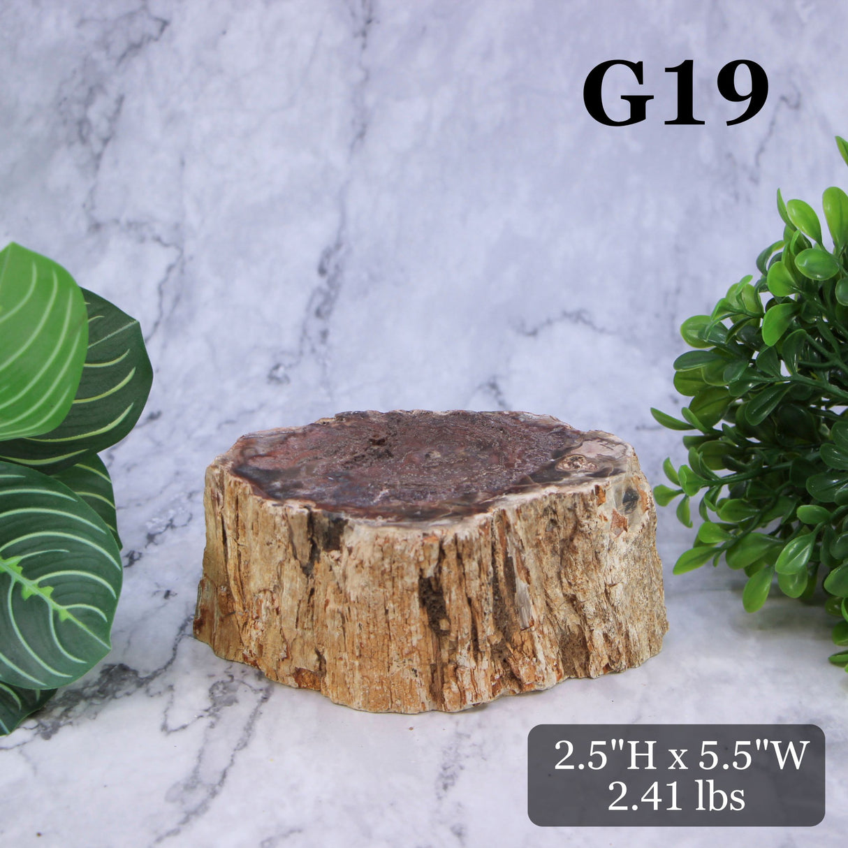 Petrified Wood Branch 3-6"