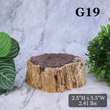 Petrified Wood Branch 3-6"