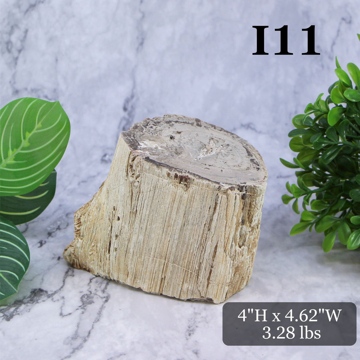 Petrified Wood Branch 3-6"
