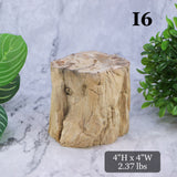 Petrified Wood Branch 3-6"