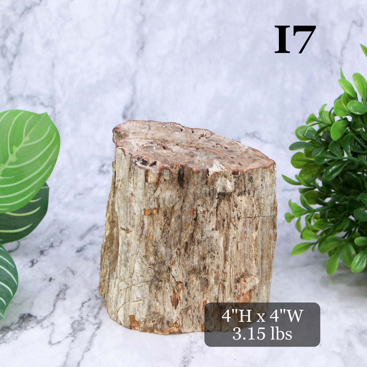 Petrified Wood Branch 3-6"