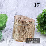 Petrified Wood Branch 3-6"