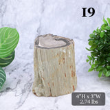Petrified Wood Branch 3-6"