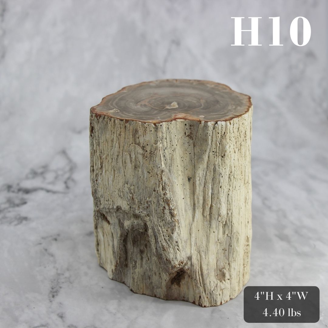 Petrified Wood Branch 3-6"