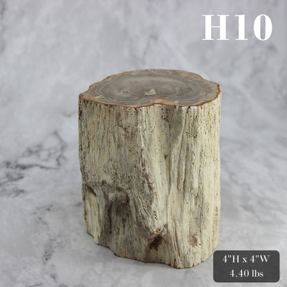 Petrified Wood Branch 3-6"