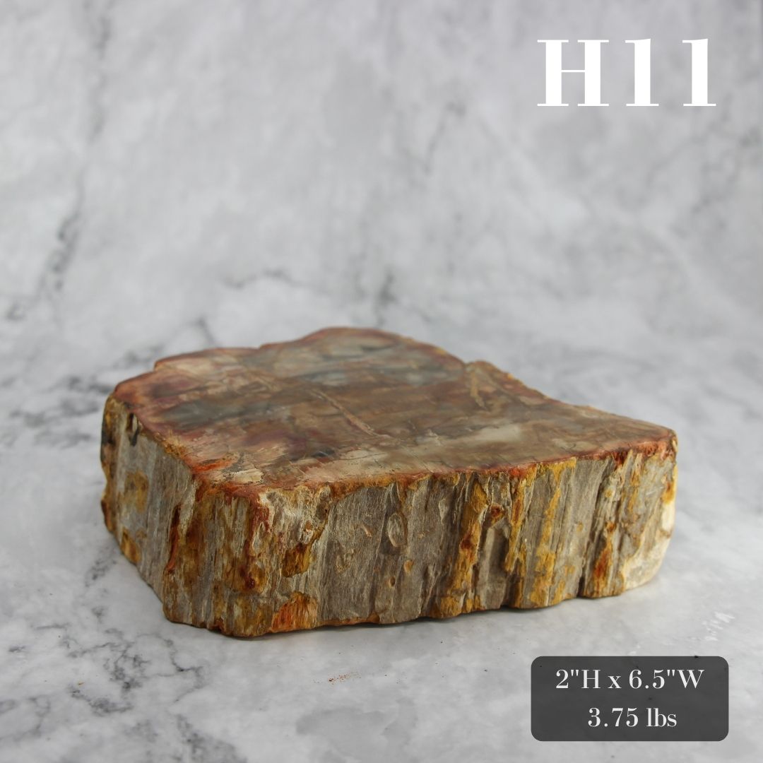 Petrified Wood Branch 3-6"