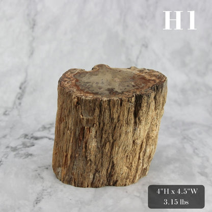 Petrified Wood Branch 3-6"