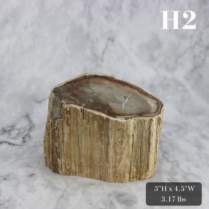 Petrified Wood Branch 3-6"