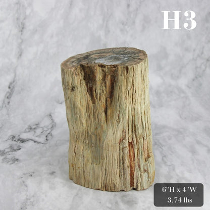 Petrified Wood Branch 3-6"