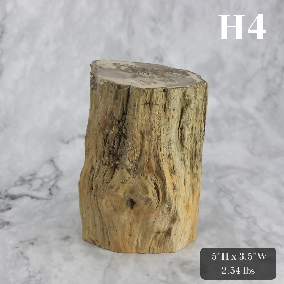 Petrified Wood Branch 3-6"