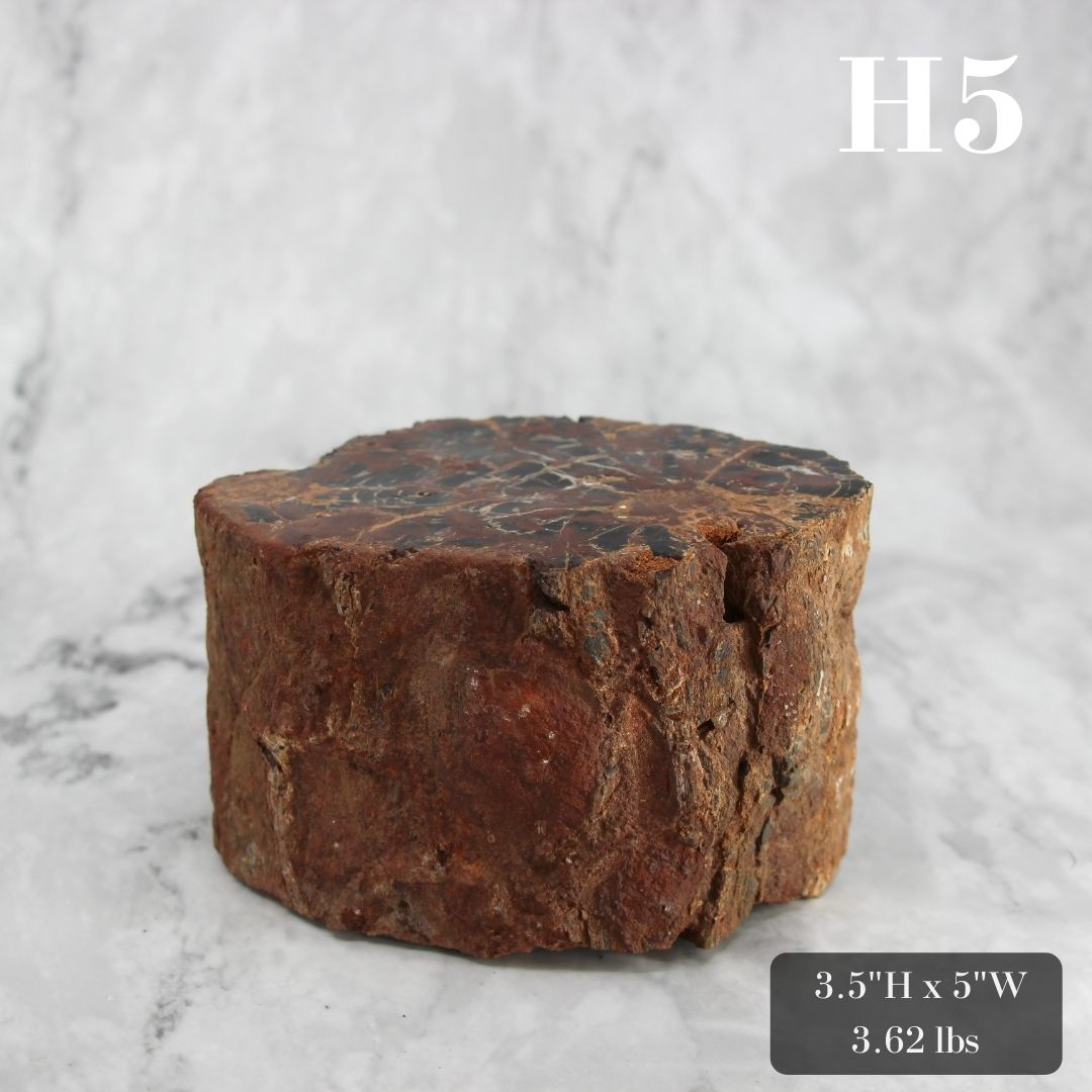 Petrified Wood Branch 3-6"