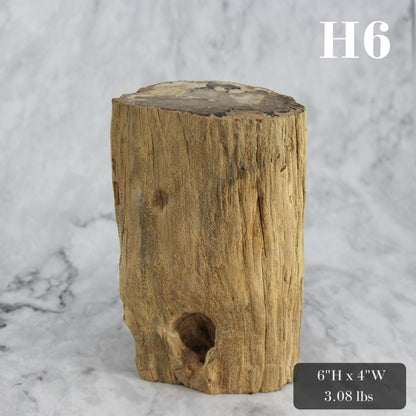 Petrified Wood Branch 3-6"