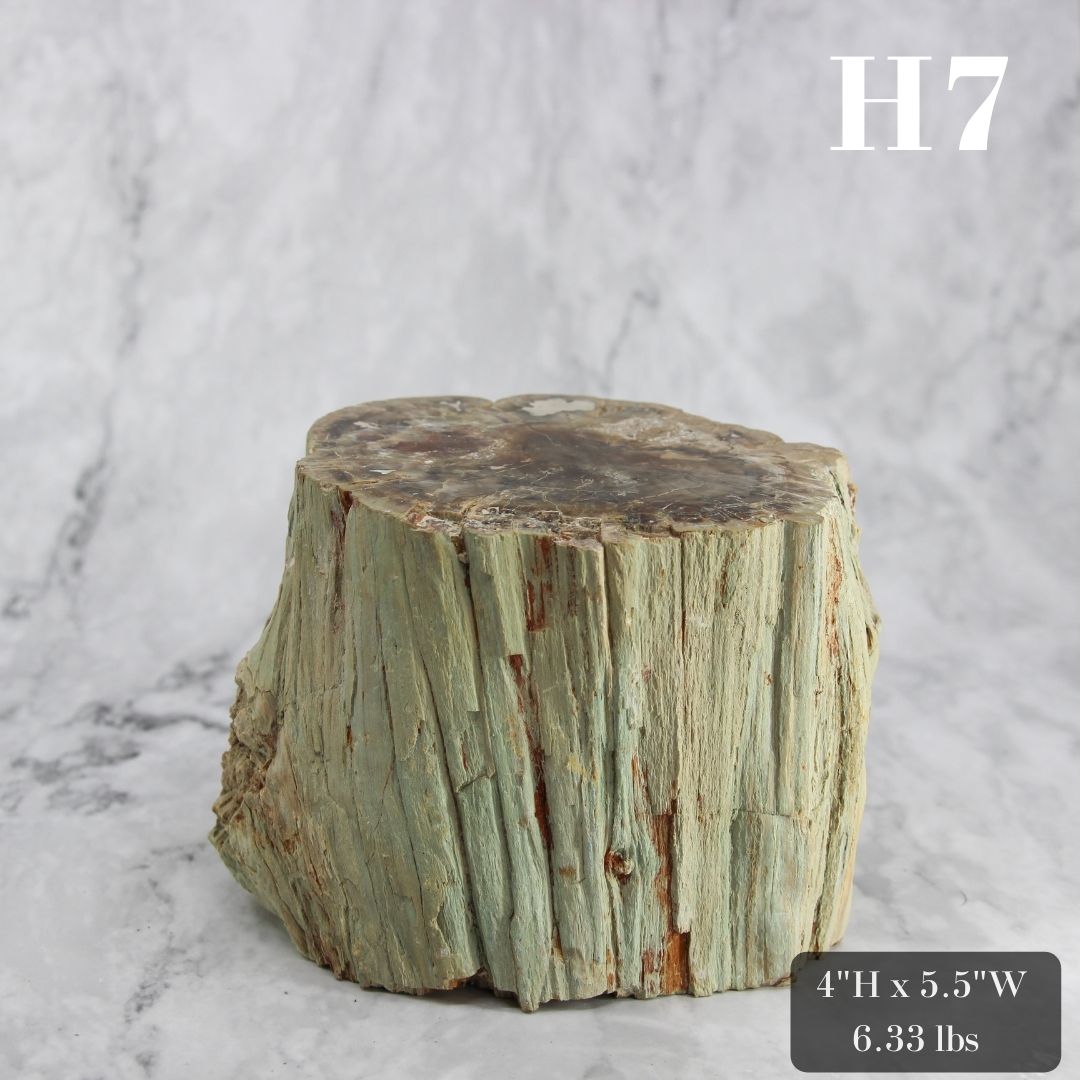 Petrified Wood Branch 3-6"