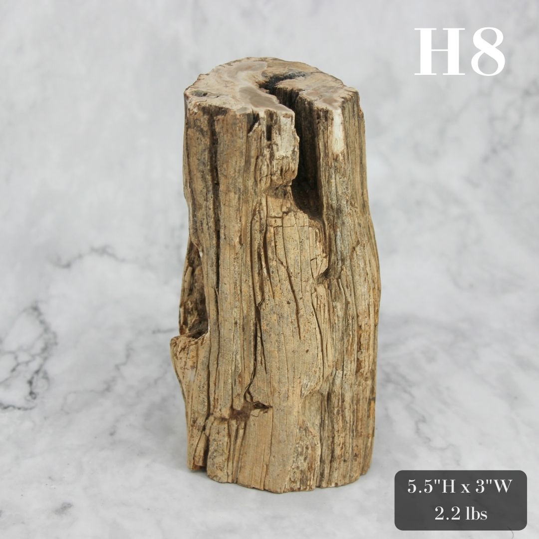 Petrified Wood Branch 3-6"