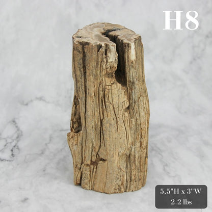 Petrified Wood Branch 3-6"