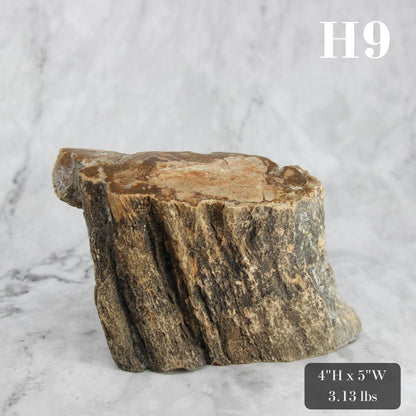 Petrified Wood Branch 3-6"