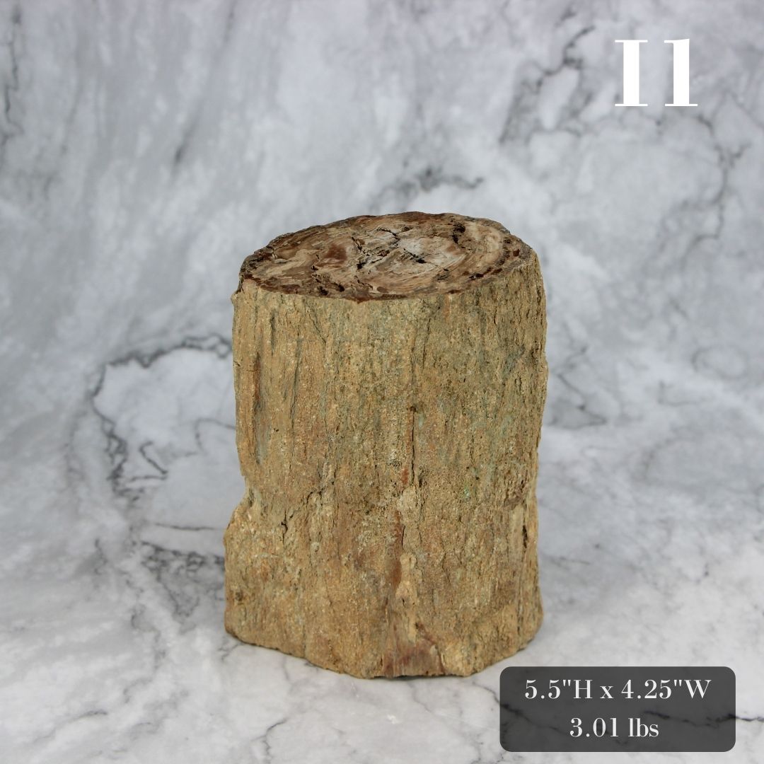 Petrified Wood Branch 3-6"