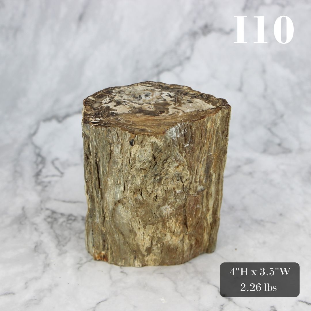 Petrified Wood Branch 3-6"