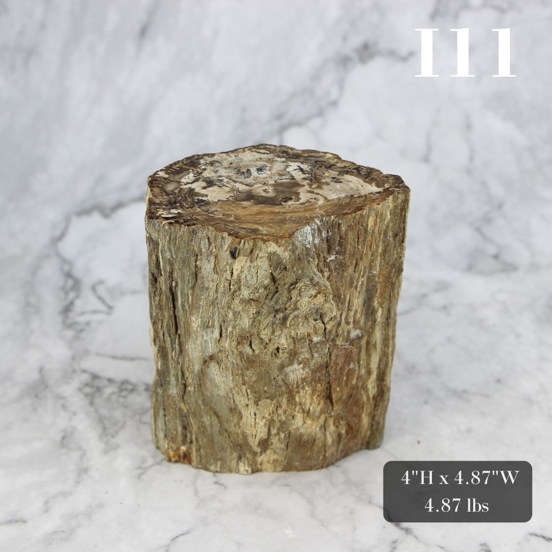 Petrified Wood Branch 3-6"