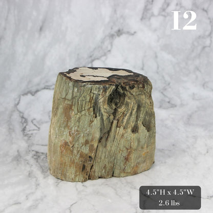 Petrified Wood Branch 3-6"