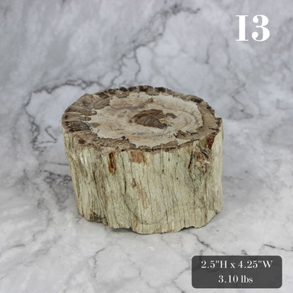 Petrified Wood Branch 3-6"