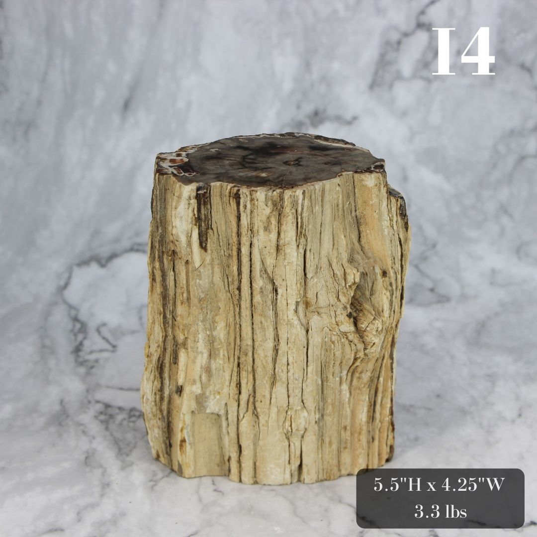 Petrified Wood Branch 3-6"