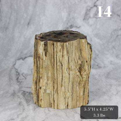 Petrified Wood Branch 3-6"