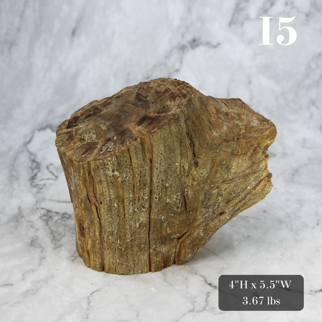 Petrified Wood Branch 3-6"