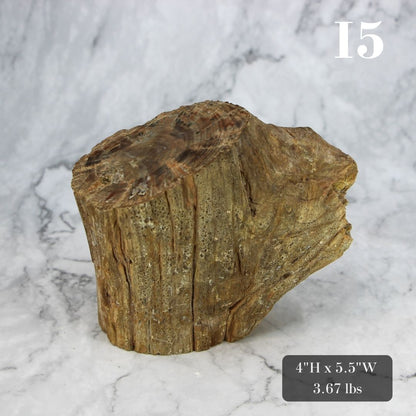 Petrified Wood Branch 3-6"
