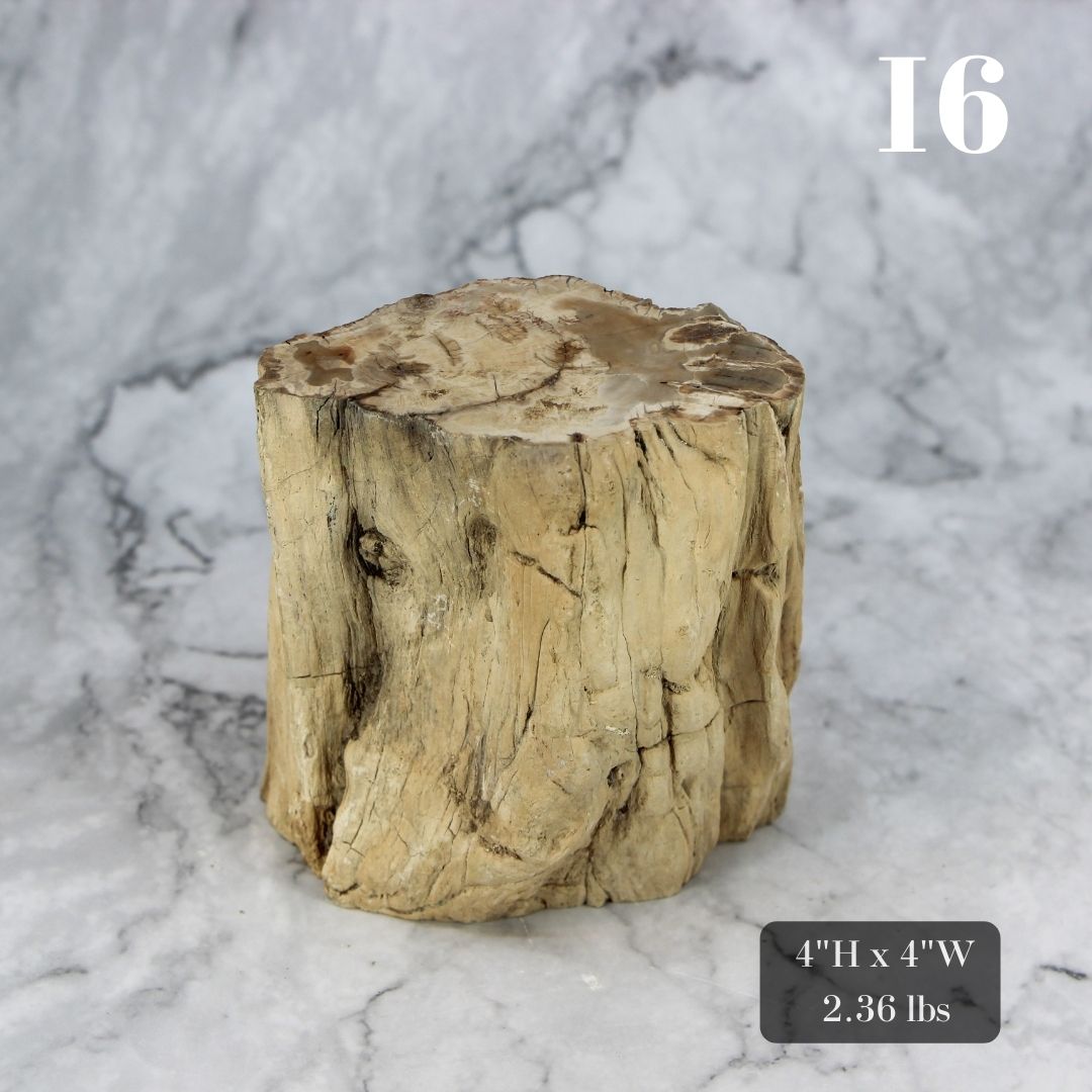 Petrified Wood Branch 3-6"